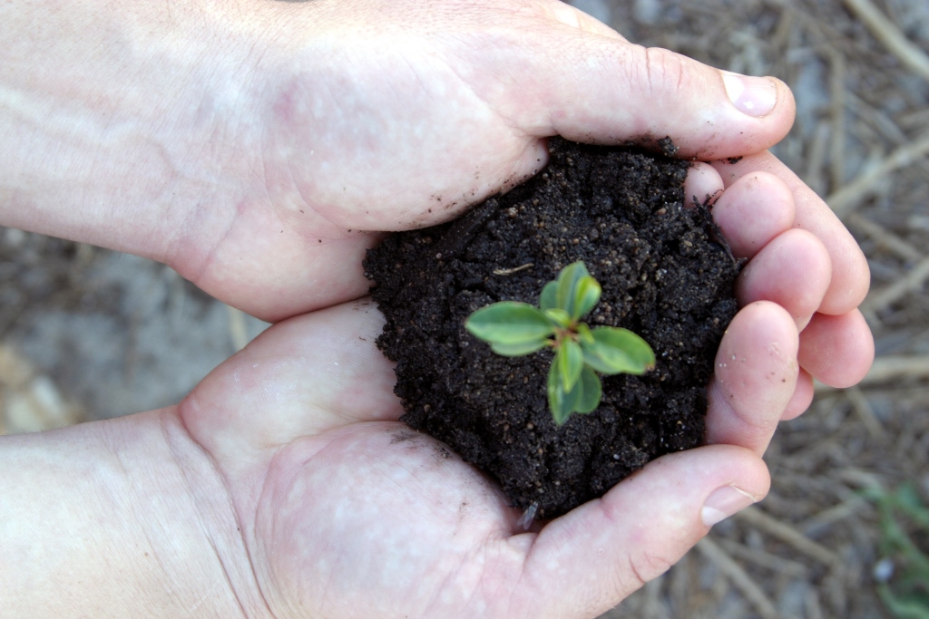A persons hands holding a mound of dirt with a green seedling popping out