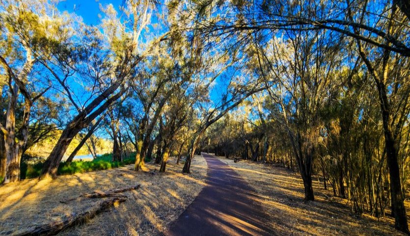 A photograph of a paved pathway through a bushland location, with light filtering through the trees across the path