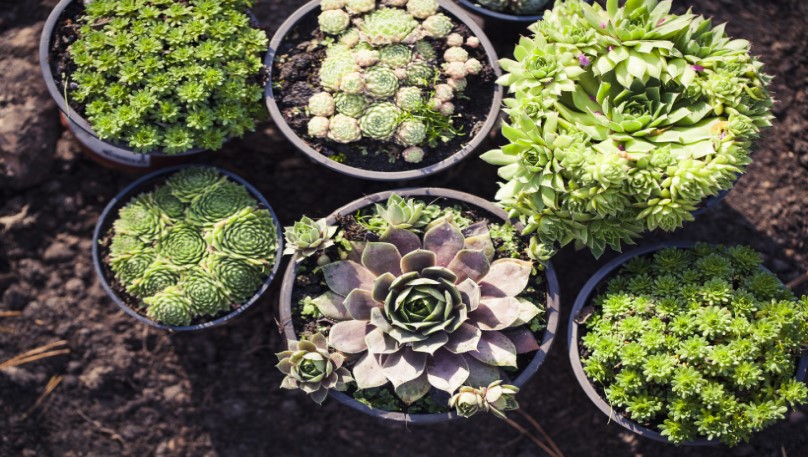 plants in pots