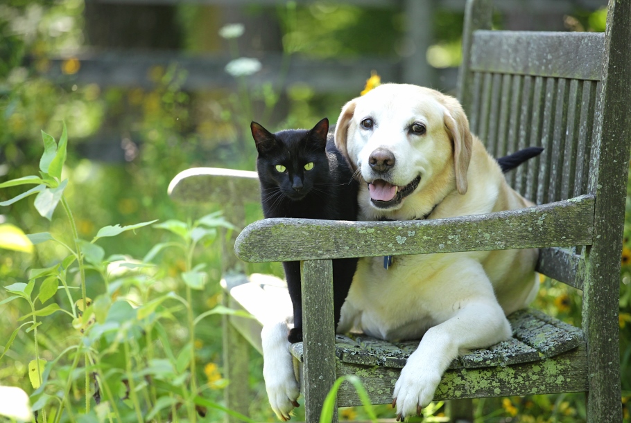 Cat and dog sitting on a chair in a garden