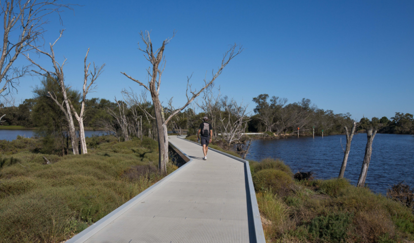 Landscape image showing a man walking along a wooden boardwalk in a nature reserve