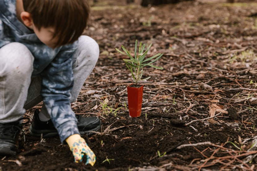Child planting a seedling