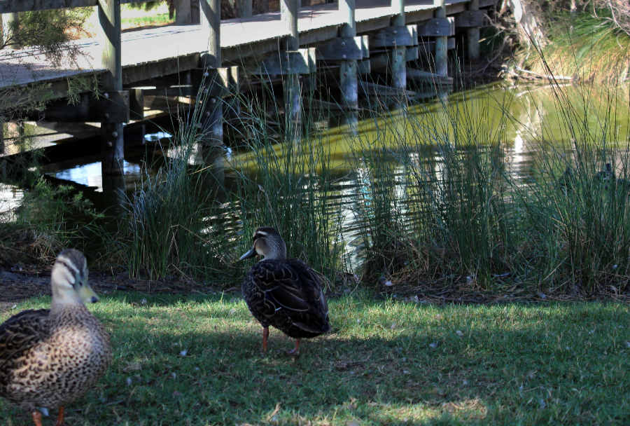 Two ducks perched on the grass in front on a green lake which has a wooden footbridge running across it.