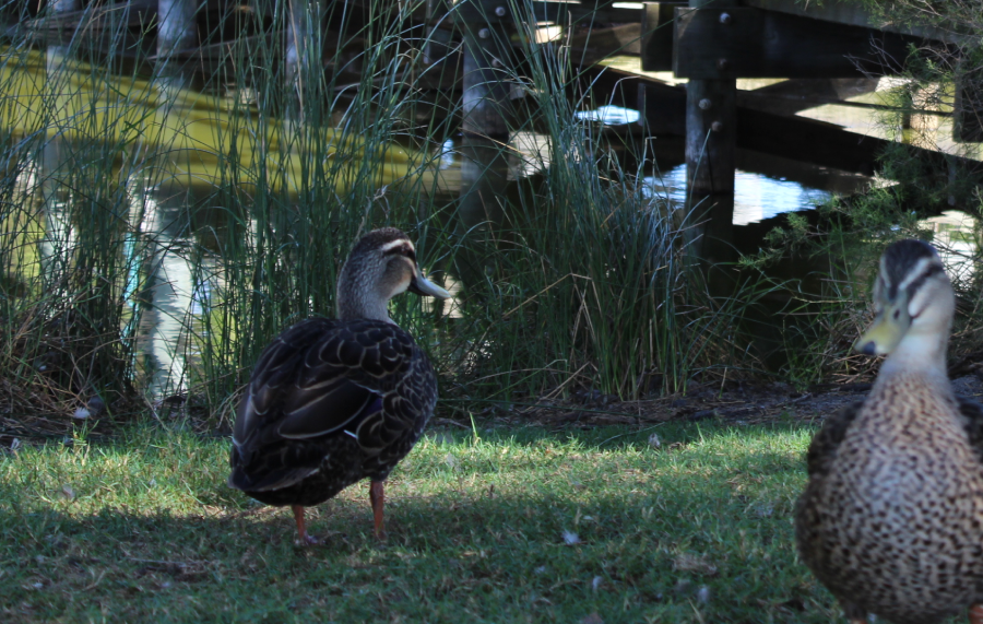 two ducks at a lakes edge