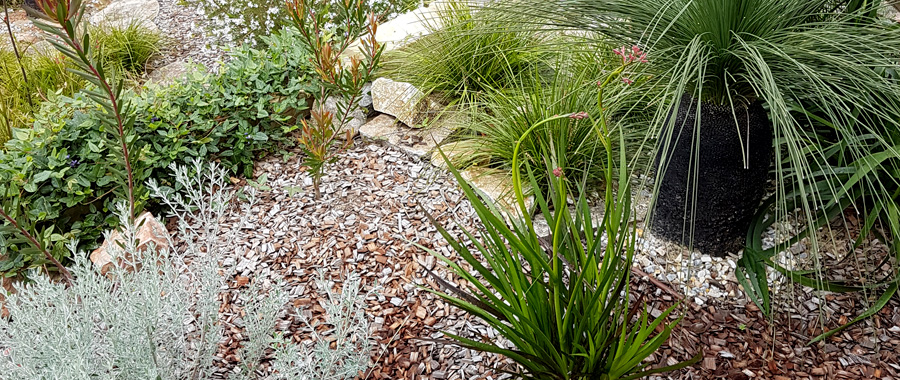 Native plants Native Plants