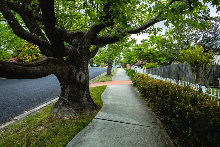Old tree along a verge next to footpath