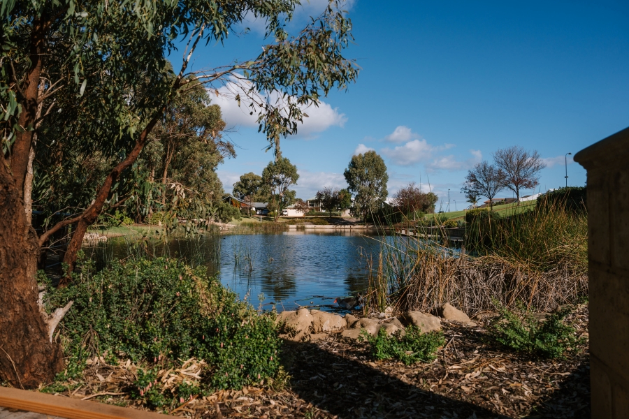 Urban lake surrounded by trees, grass and reeds. There is a swamp hen in the lake.