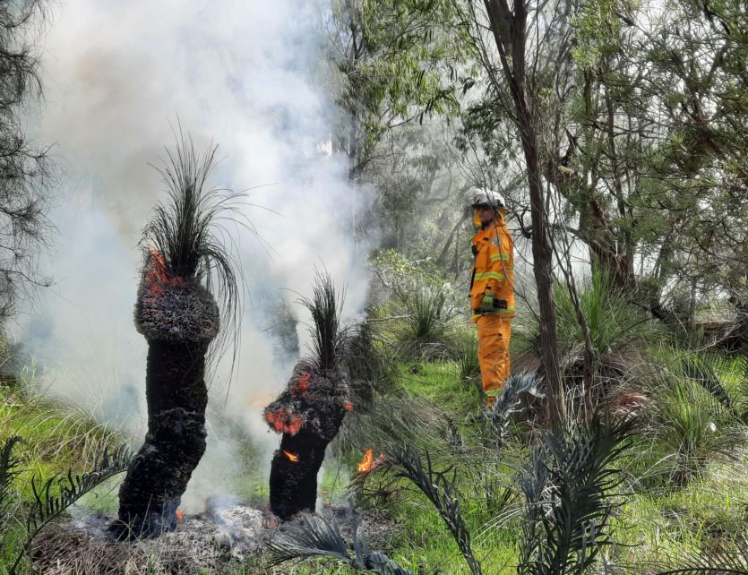Firefighter watches over controlled burning in bushland