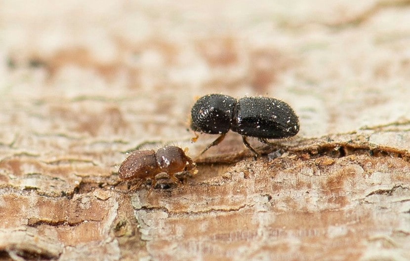 Two polyphagous shot hole borers on a tree trunk