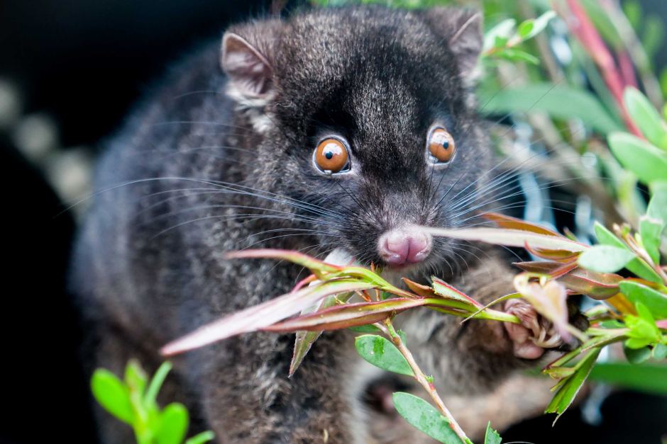 western ringtail possum sitting on a tree branch