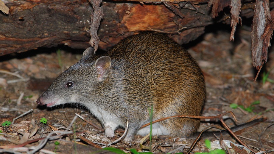 Southern Brown Bandicoot (Quenda) sitting on some dirt and leaves