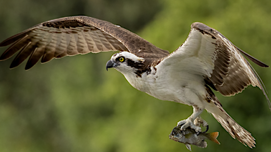 Osprey flying with a fish in it's grasp